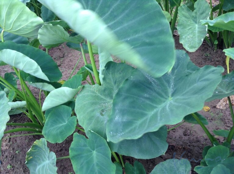 「家族の座」というワーク