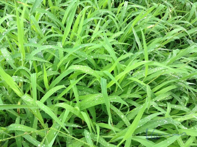 ところで、草は食べたの?