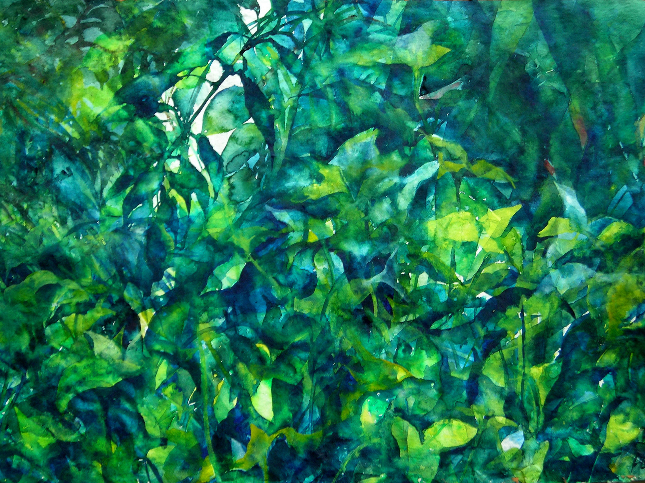 インドのみどり