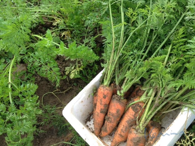 蜂蜜がなめたい