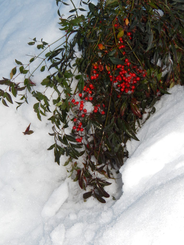 ブログというもの