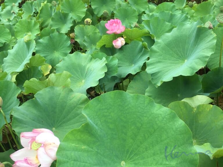 アーユルヴェーダ