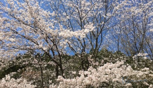 能登の桜