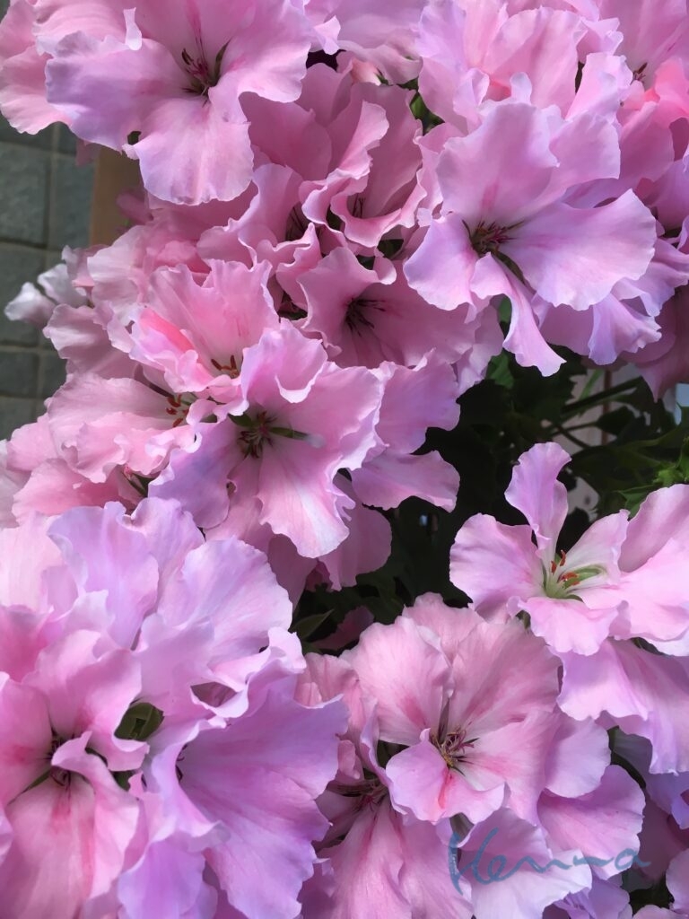 しっしんとネッシン ③