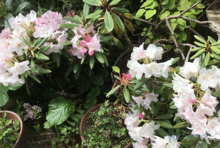 しっしんとネッシン ②