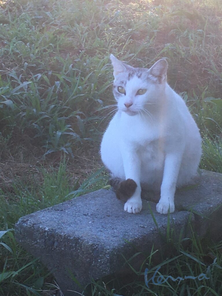 アルクトゥールス星の科学者